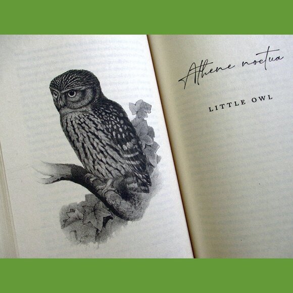 Book - The Wise Hours: A Journey into the Wild and Secret World of Owls - Picture 9 of 15